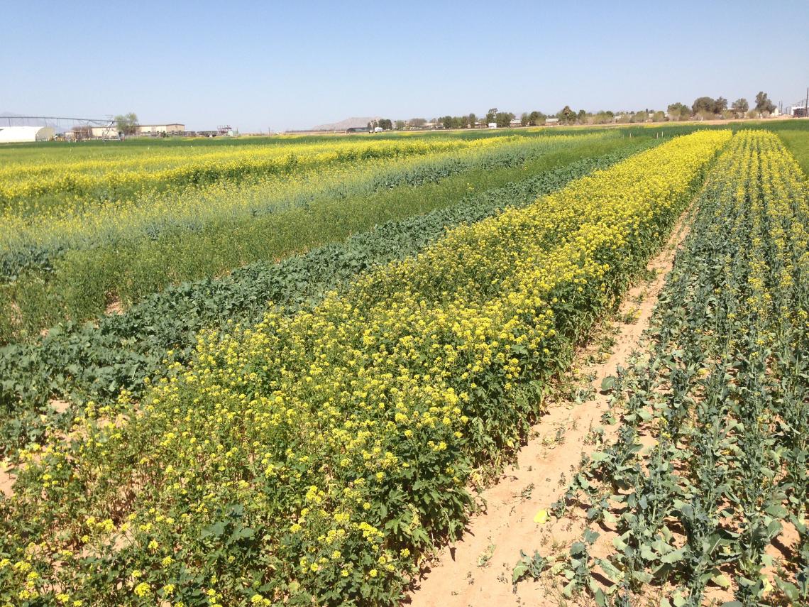 Brassica napus produced a bitter oil unfit for human consumption, until Canadian researchers bred a variety known as "Canadian Oilseed, Low-Acid" – or canola for short. Pictured here are rapeseed oil plants in Yuma, Arizona. Brassica napus produced a bitter oil unfit for human consumption, until Canadian researchers bred a variety known as "Canadian Oilseed, Low-Acid" – or canola for short. Pictured here are rapeseed oil plants in Yuma, Arizona.